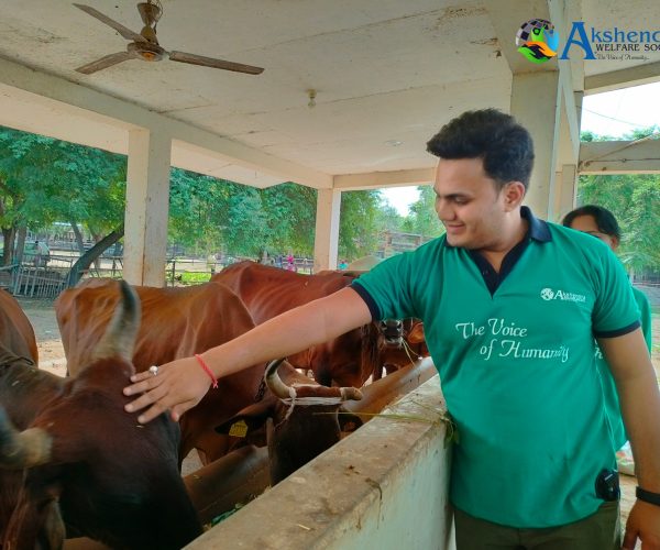 Gau Seva Abhiyaan